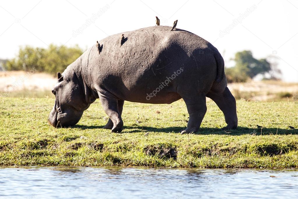 Hippo - Chobe River, Botswana, Africa