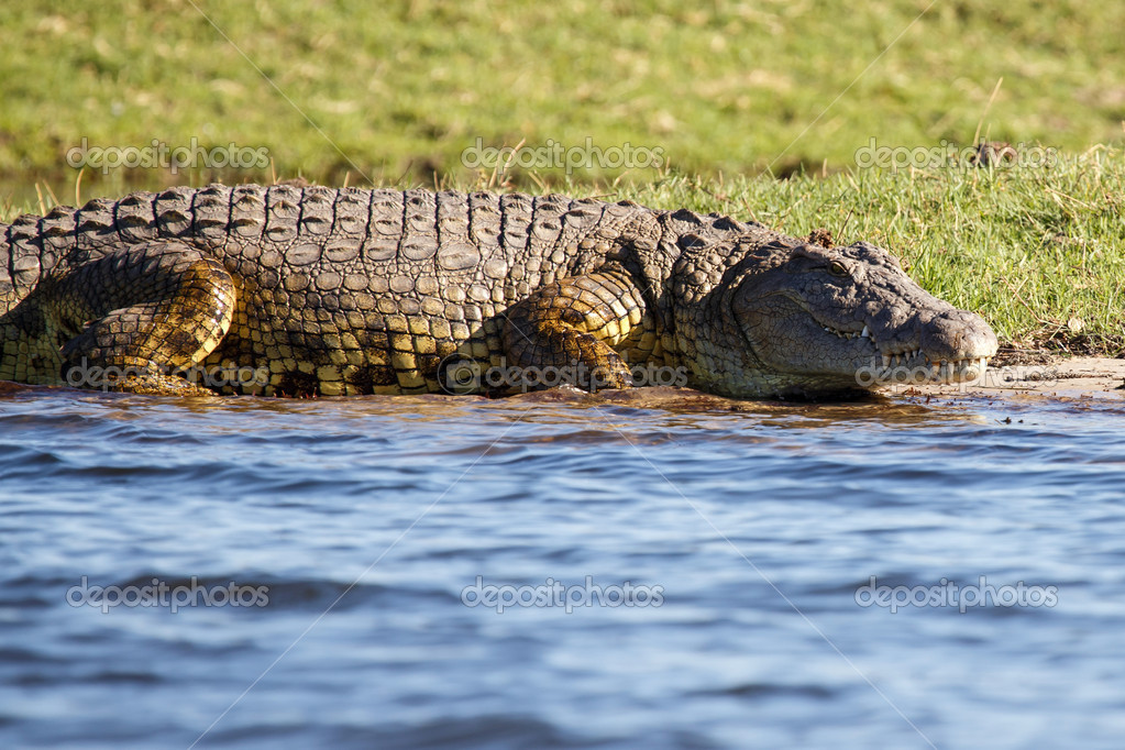 depositphotos_47421955-stock-photo-croc-