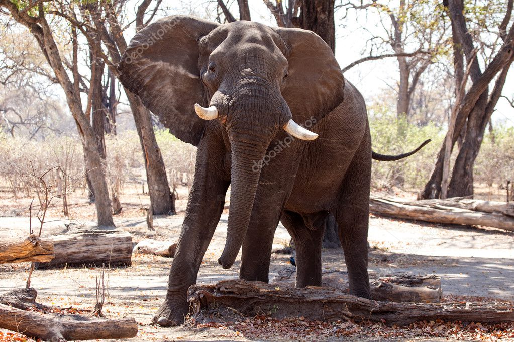 Male Bull Elephant - Chobe N.P. Botswana