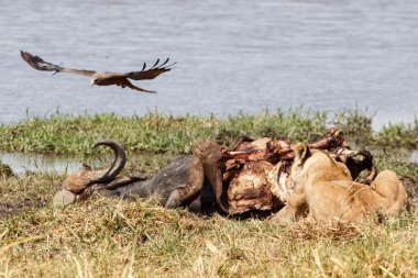Aslan - okavango delta - moremi n.p.