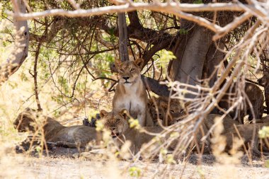 Aslan - okavango delta - moremi n.p.
