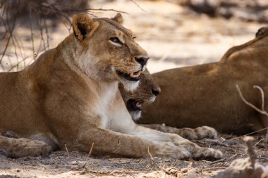 Aslan - okavango delta - moremi n.p.