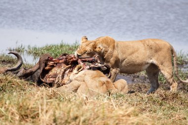 Aslan - okavango delta - moremi n.p.