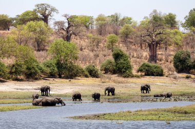 Chobe nehir