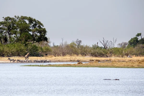 Okavangodelta, Afrika — Stockfoto