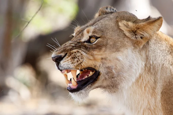 Lion jaws - okavango delta - moremi Norberg. — Stockfoto