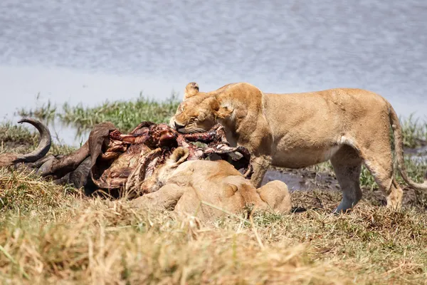 Löwe - okavango delta - moremi n.p. — Stockfoto