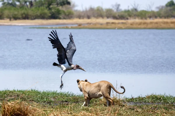 Lion - Okavango Delta - Moremi N.P. — Stock Photo, Image