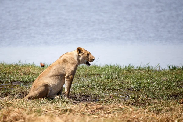 Lion - Okavango Delta - Moremi N.P. — Stock Photo, Image