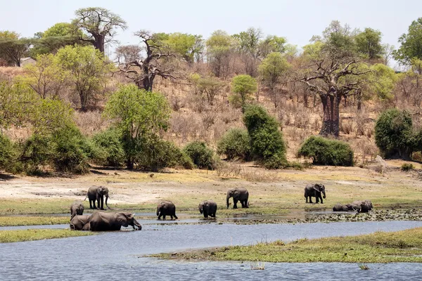 Chobe rivier — Stockfoto