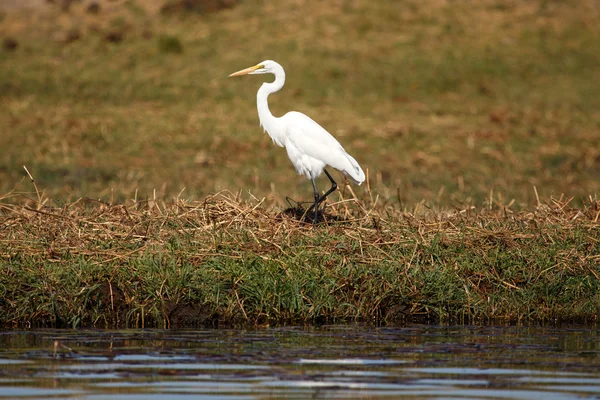 Great Egret - Chobe River — Stock Photo, Image