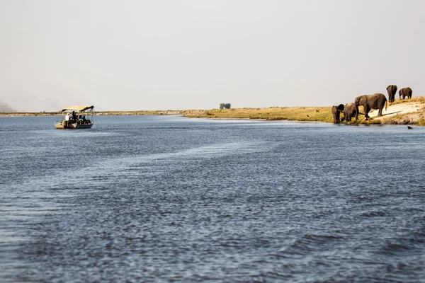 Chobe folyó, botswana, Afrika — Stock Fotó