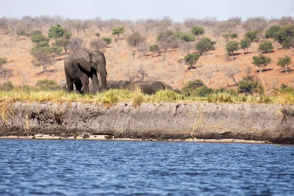 Słoń - chobe rzeka, botswana, Afryka — Zdjęcie stockowe