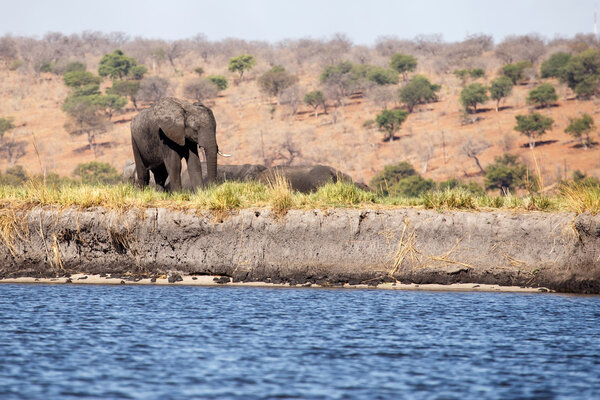 Elephant - Chobe River, Botswana, Africa