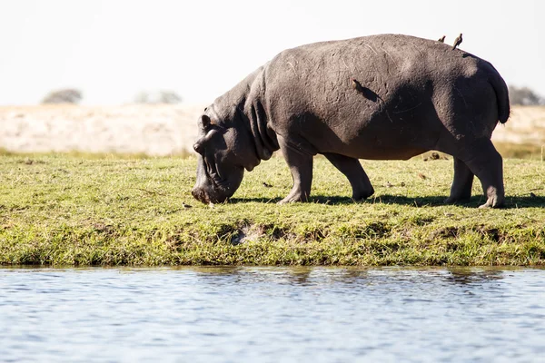 Hippo - chobe folyó, botswana, Afrika — Stock Fotó