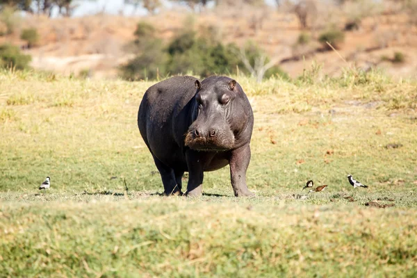 Hippo - chobe nehir, botswana, Afrika — Stok fotoğraf