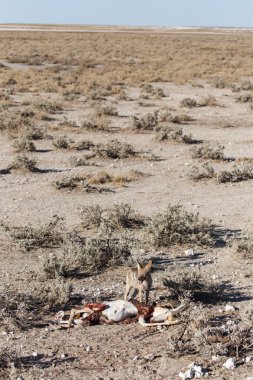 Çakal yeme springbok