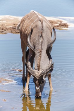 Kudu - etkin safari park Namibya