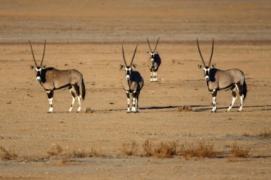 in sossusvlei, Namibya Afrika antilobu