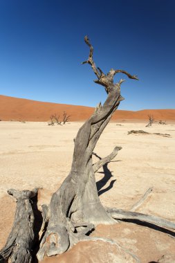 ölü vlei - sossusvlei, Namibya