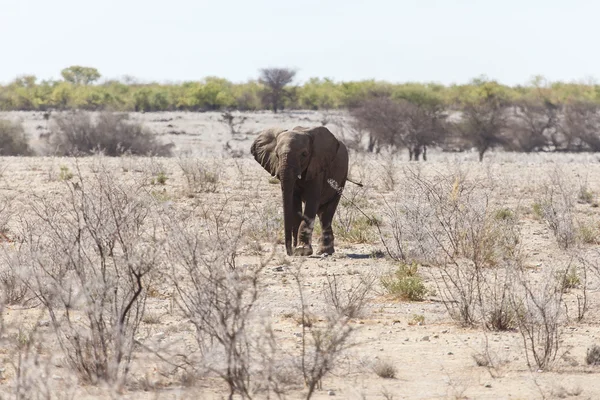 Elefante - Etosha Safari Park en Namibia — Foto de Stock