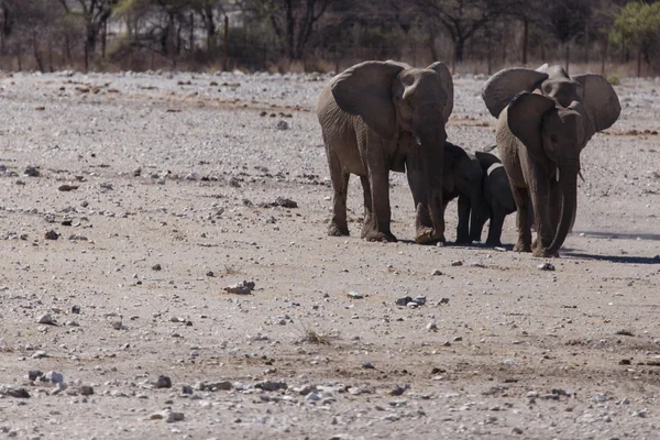 Young Elephant - Etosha Safari Park in Namibia — Stock Photo, Image
