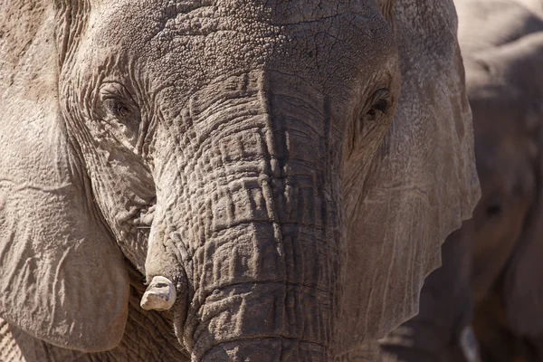 大象-在纳米比亚埃托沙野生动物园 — 图库照片