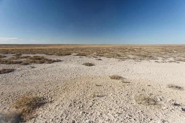 Safari park Etosha v Namibii — Stock fotografie