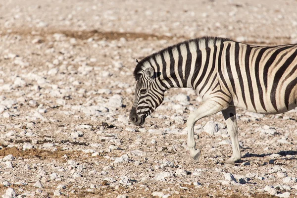 Zebra - etkin, Namibya — Stok fotoğraf