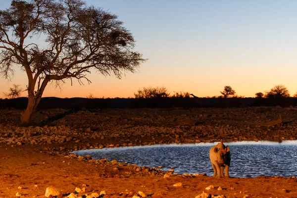 Spitzmaulnashorn im Safaripark — Stockfoto