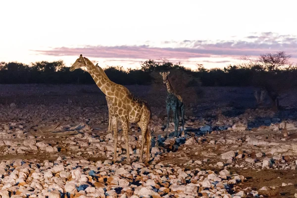 Jirafa - Etosha Safari Park en Namibia — Foto de Stock