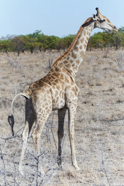 Żyrafa - etosha park safari w Namibii — Zdjęcie stockowe