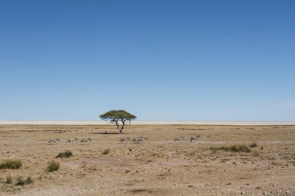 斑马-埃托沙、 纳米比亚 — 图库照片