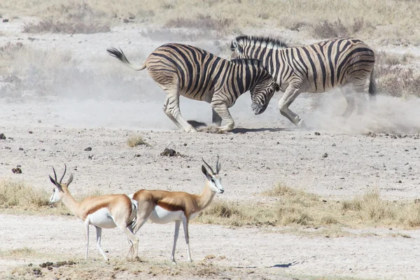 斑马战斗-埃托沙、 纳米比亚 — 图库照片