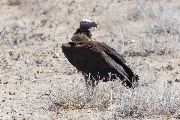 Sarkık şey karşı karşıya akbaba - etkin safari park Namibya — Stok fotoğraf