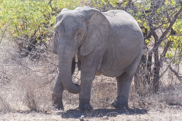 Boos olifant - etosha safari park in Namibië — Stockfoto