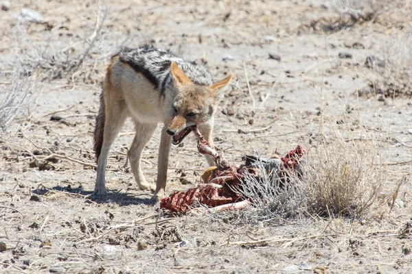 Jackal Eating Springbok — Stock Photo, Image