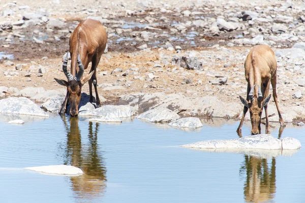 Etosha Safari Park in Namibia — Stock Photo, Image