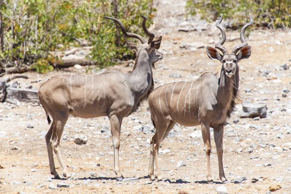 Kudu - Etosha Safari Park en Namibia — Foto de Stock