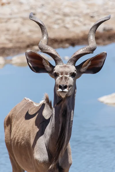 Kudu - etosha park safari w Namibii — Zdjęcie stockowe