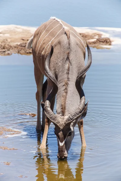 Kudu - parco di Etosha Safari in Namibia — Foto Stock