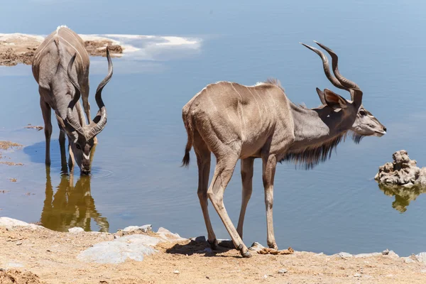 Kudu - parco di Etosha Safari in Namibia — Foto Stock