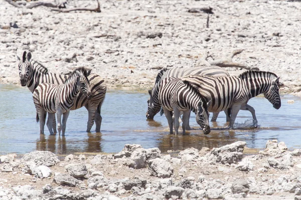 Zebra - etosha, Namibie — Stock fotografie