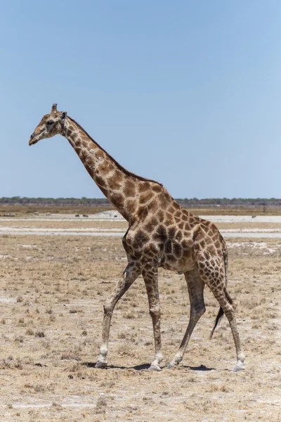 Jirafa - Etosha Safari Park en Namibia — Foto de Stock