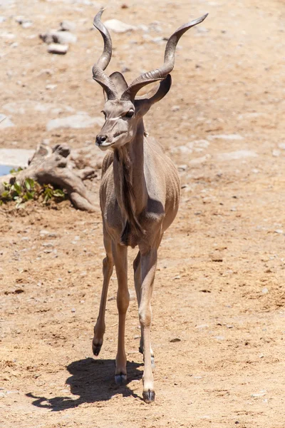 Kudu - etosha safari park i namibia — Stockfoto
