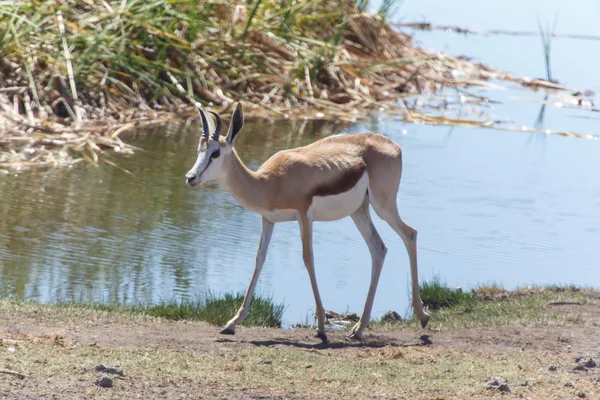 羚羊-在纳米比亚埃托沙野生动物园 — 图库照片
