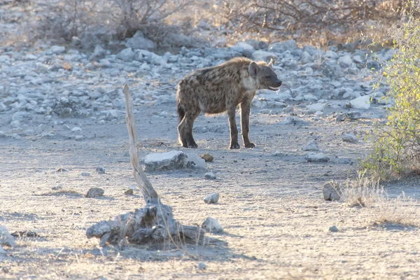Hyena - Parc Safari Etosha en Namibie — Photo