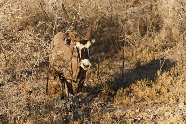 Oryx - Etosha Safari Park in Namibia — Stock Photo, Image