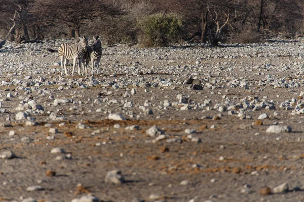 Ζέβρα - etosha, Ναμίμπια — Φωτογραφία Αρχείου