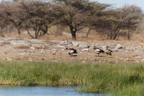 Ganso egipcio - Etosha Safari Park en Namibia — Foto de Stock